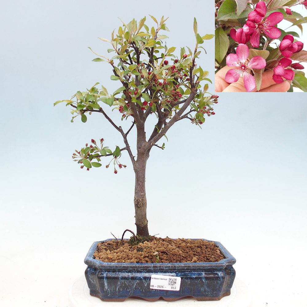 Venkovní bonsai -Malus domestica - Maloplodá jabloň červenolistá
