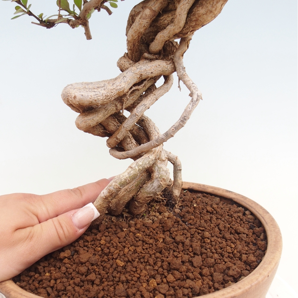 Venkovní bonsai - Berberis coreana - Dřištál korejský