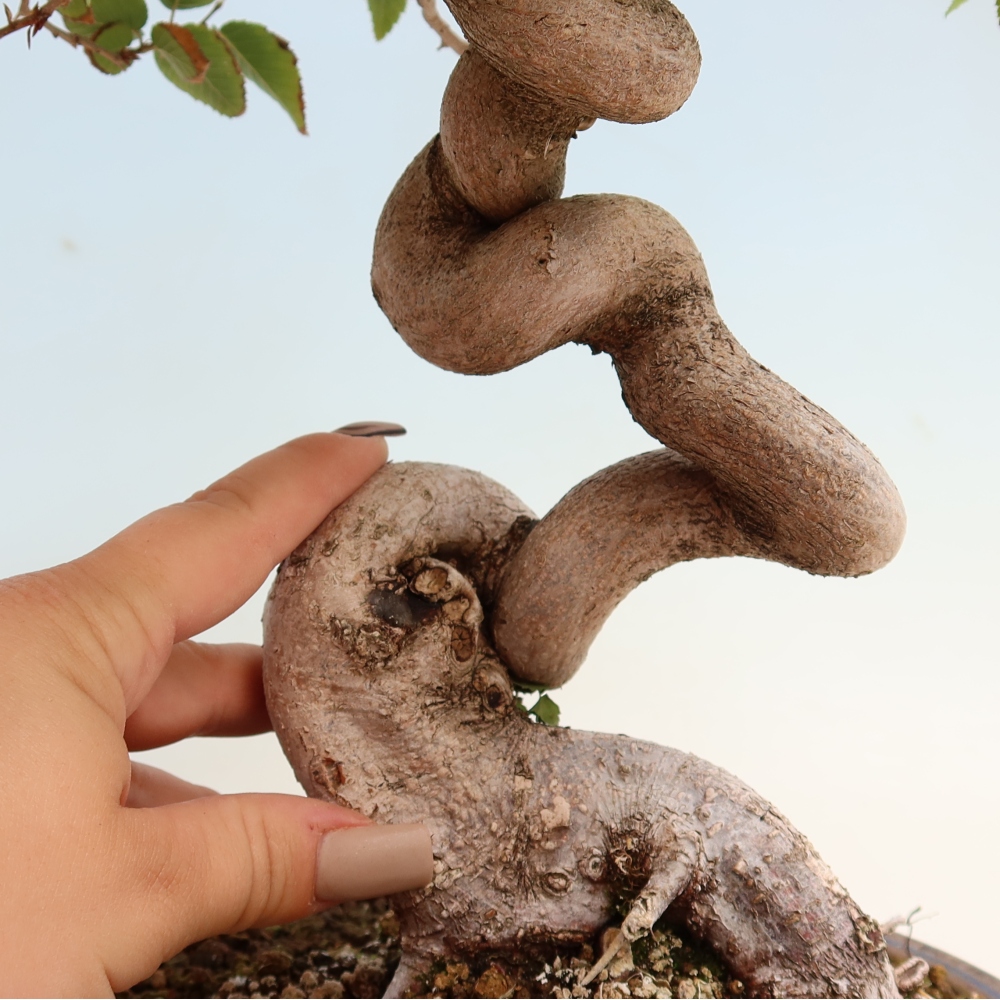 Venkovní bonsai -Carpinus CARPINOIDES - Habr korejský