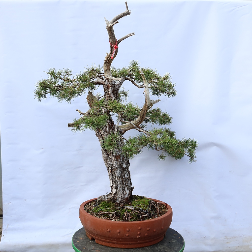 Pinus sylvestris Španělsko - borovice lesní