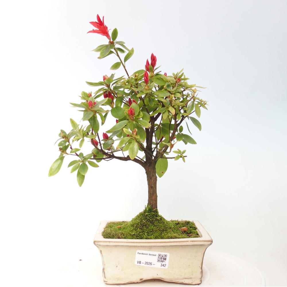 Venkovní bonsai - Japonská azalka - Azalea sp.