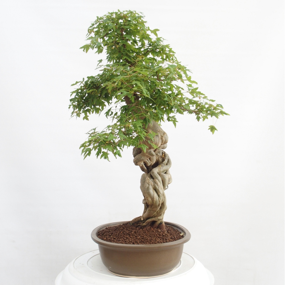 Venkovní bonsai - Acer Buergerianum - Javor Burgerův