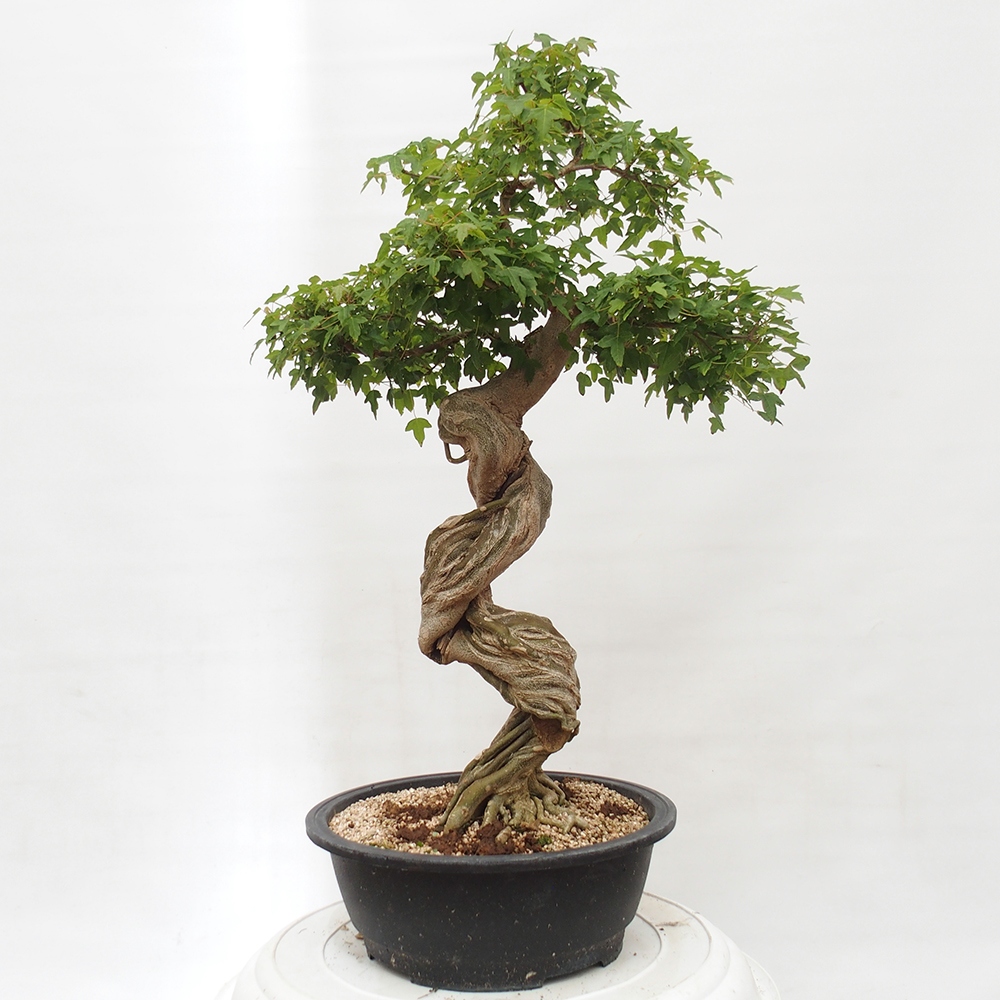Venkovní bonsai - Acer Buergerianum - Javor Burgerův
