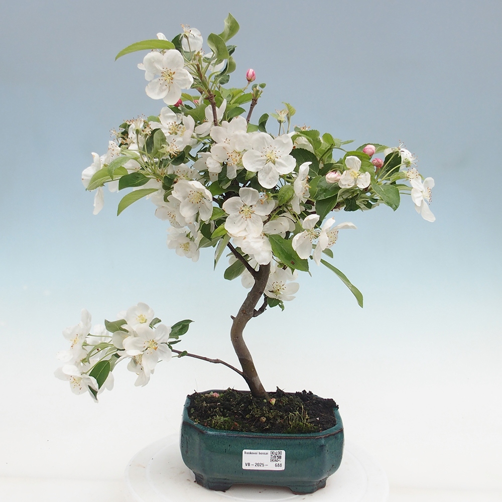 Venkovní bonsai -Malus halliana - Maloplodá jabloň