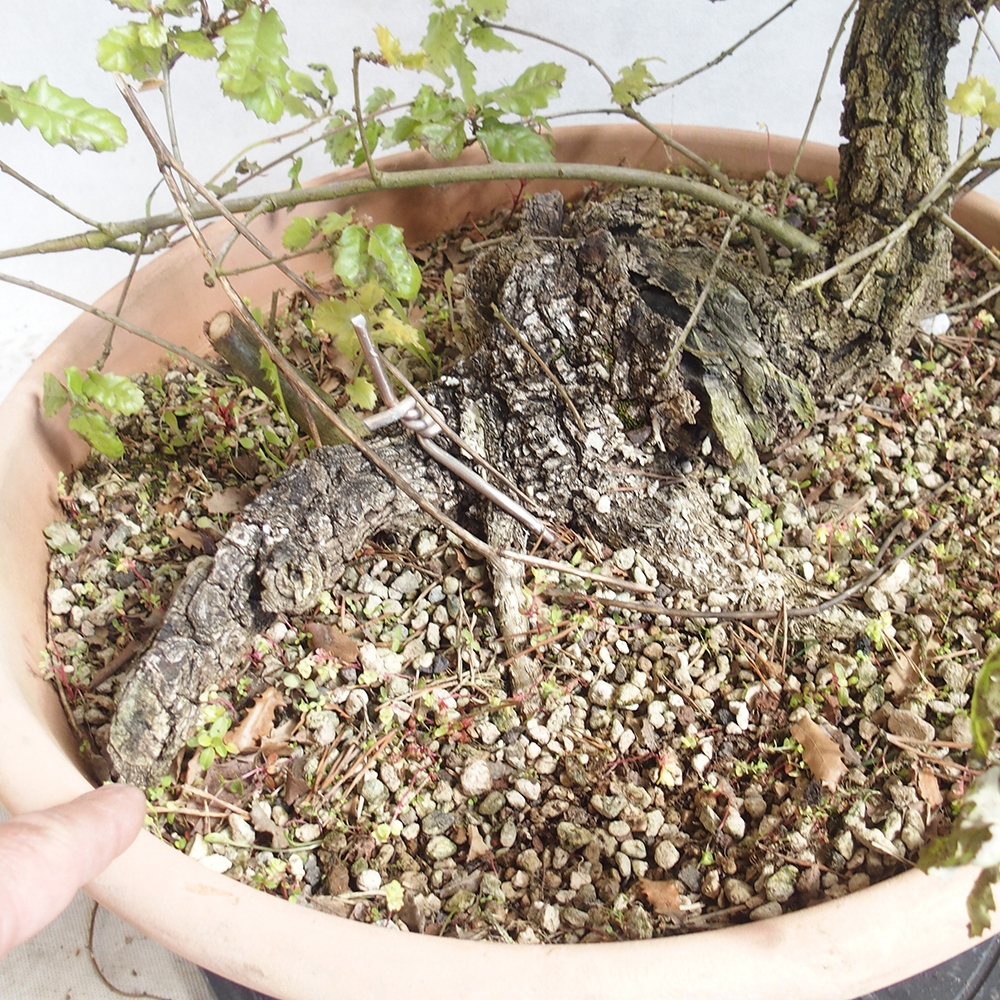 Venkovní bonsai Quercus Cerris - Dub Cer