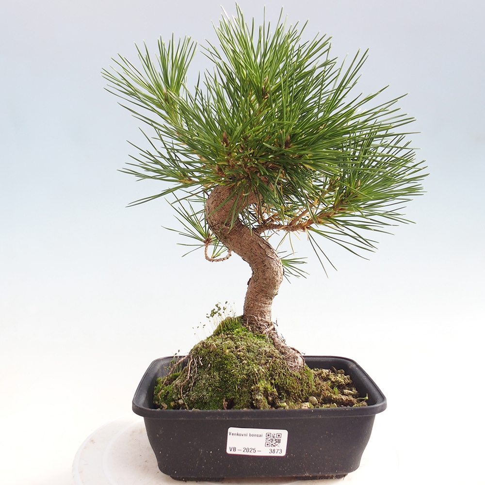 Venkovní bonsai - Pinus thunbergii - Borovice thunbergova