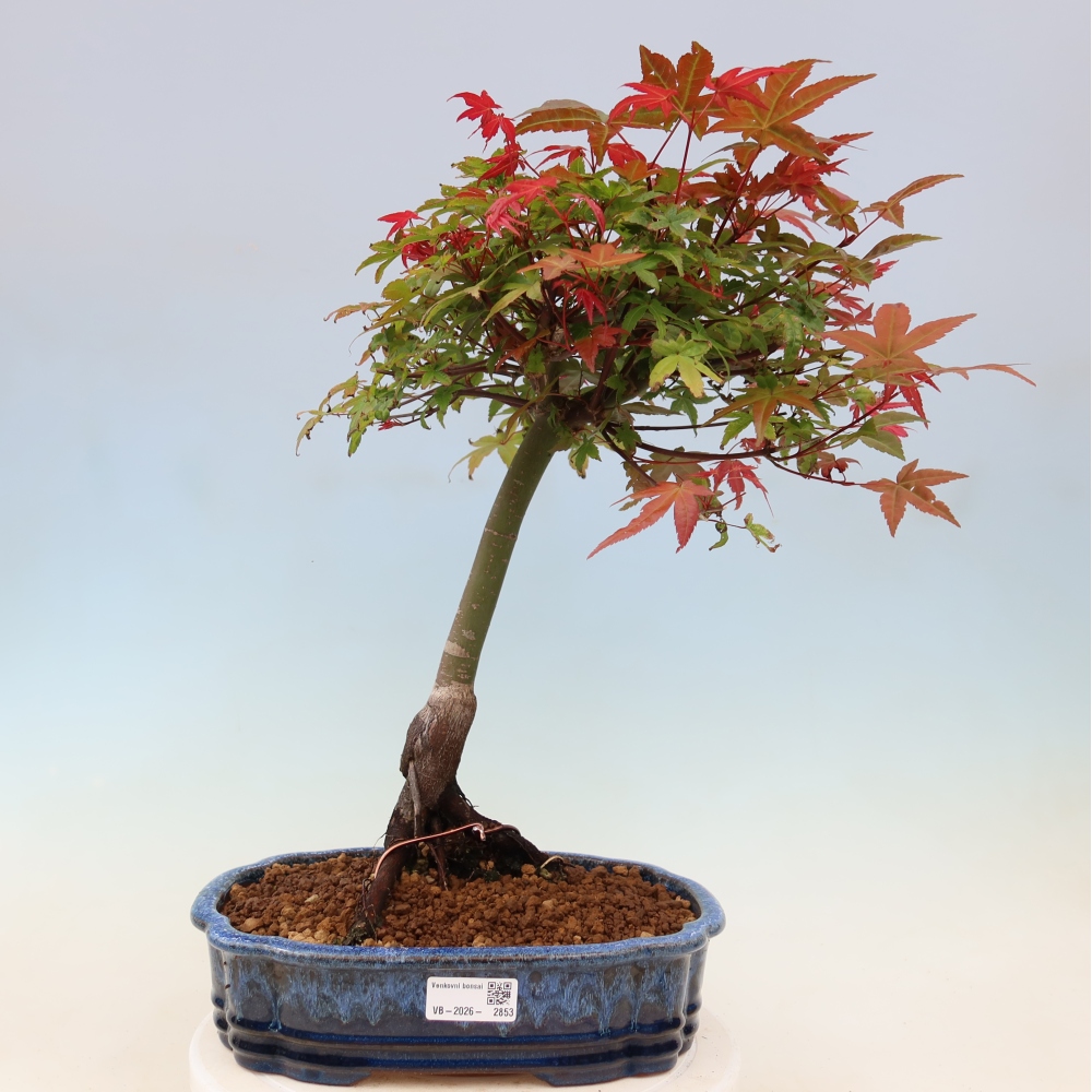 Javor dlanitolistý - Acer palmatum Beni Tsukasa