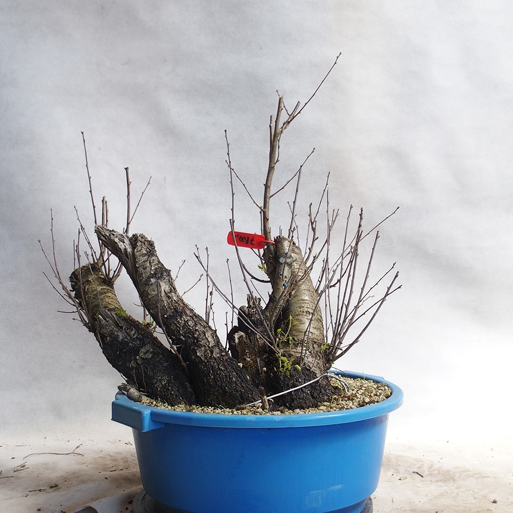 Venkovní bonsai -Mahalebka - Prunus mahaleb