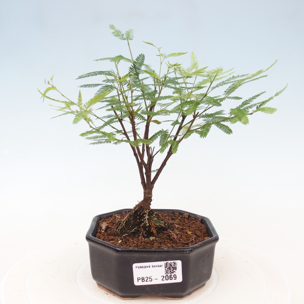 Pokojová bonsai-Calliandra surinamensis Dixie Pink - Kaliandra Suriámská