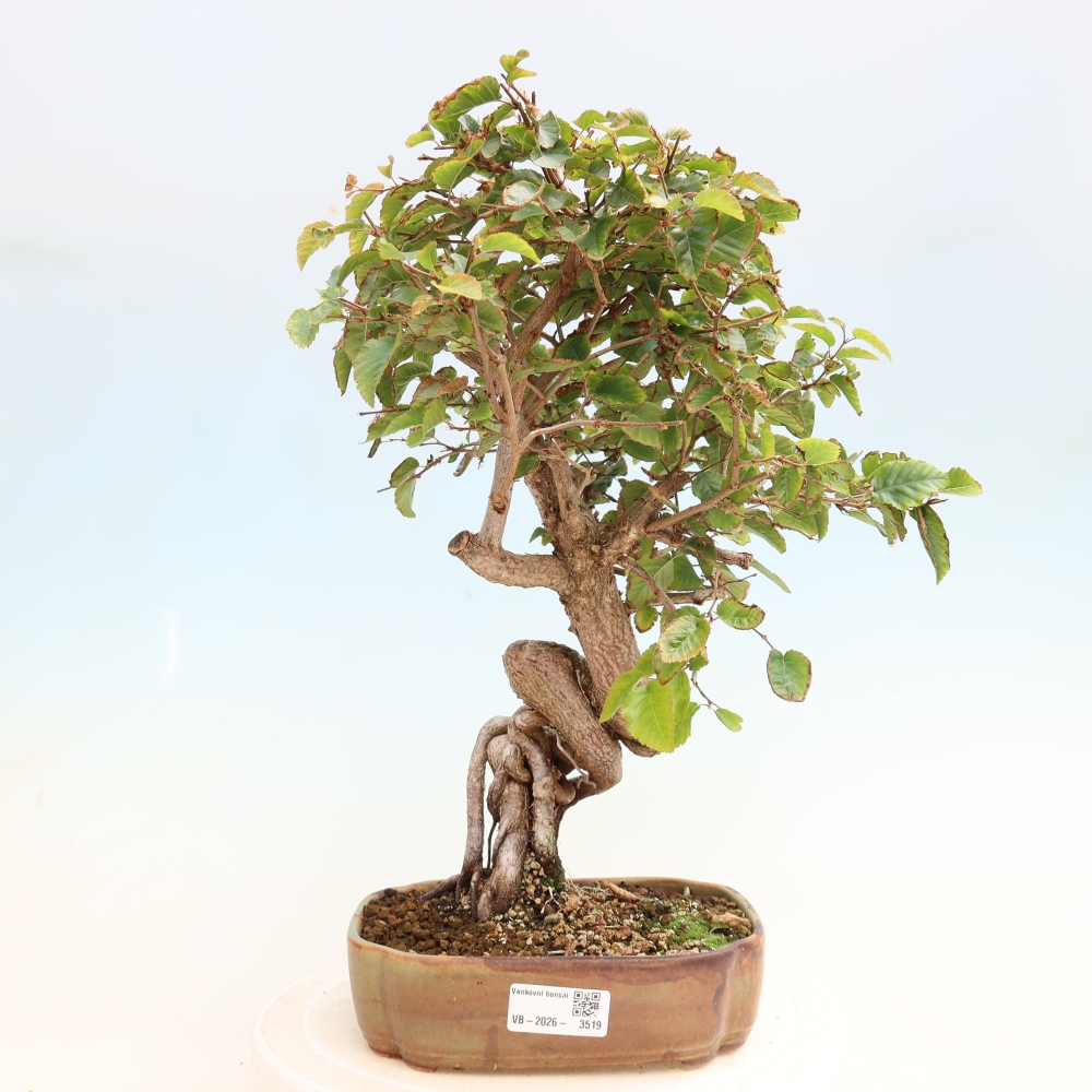 Venkovní bonsai -Carpinus CARPINOIDES - Habr korejský