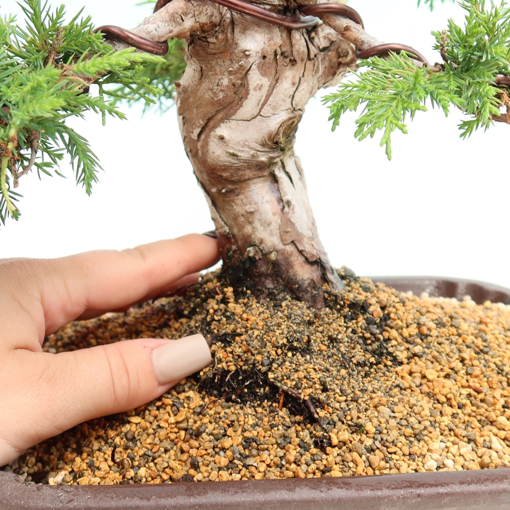 Venkovní bonsai - Juniperus chinensis Itoigawa-Jalovec čínský