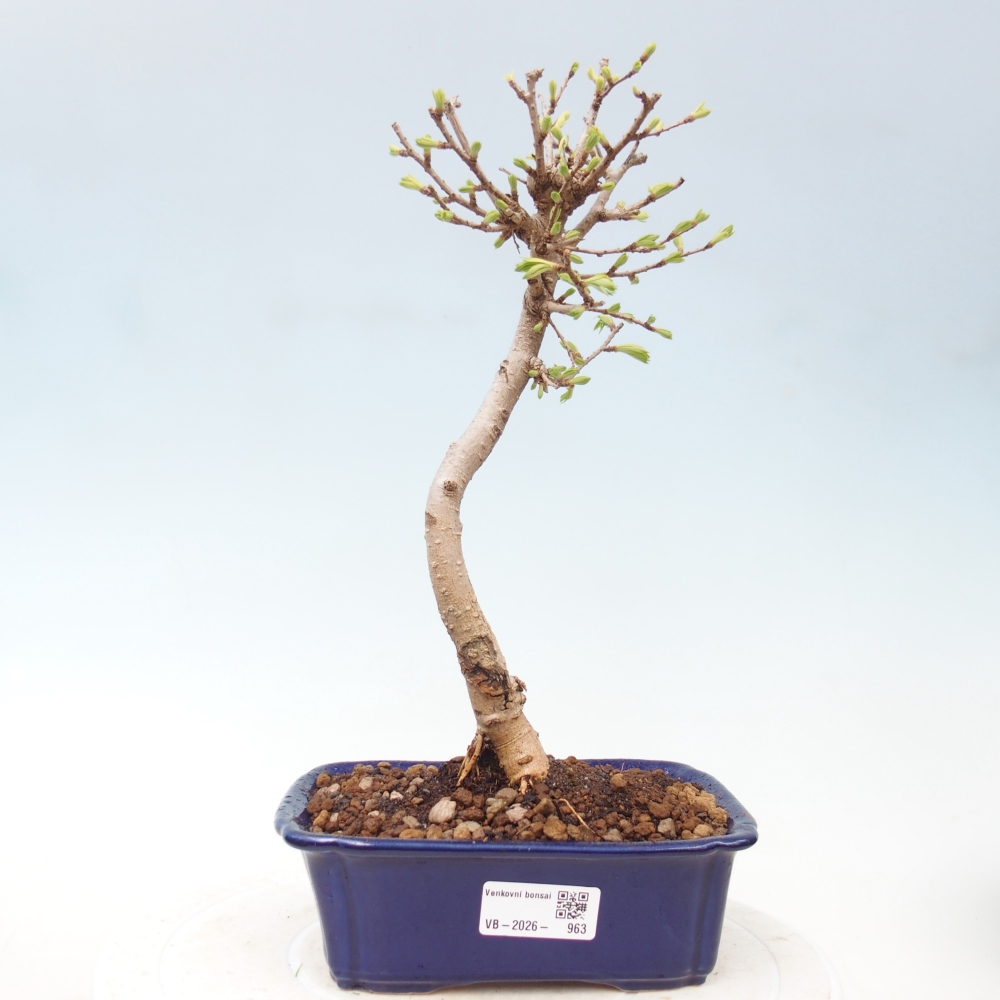 Venkovní bonsai -Pseudolarix amabis-Pamodřín