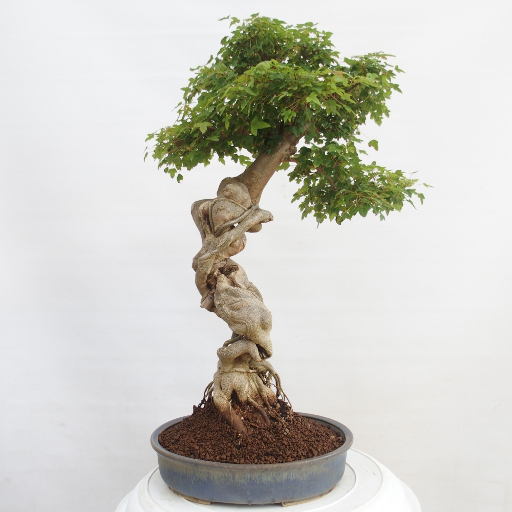 Venkovní bonsai - Acer Buergerianum - Javor Burgerův
