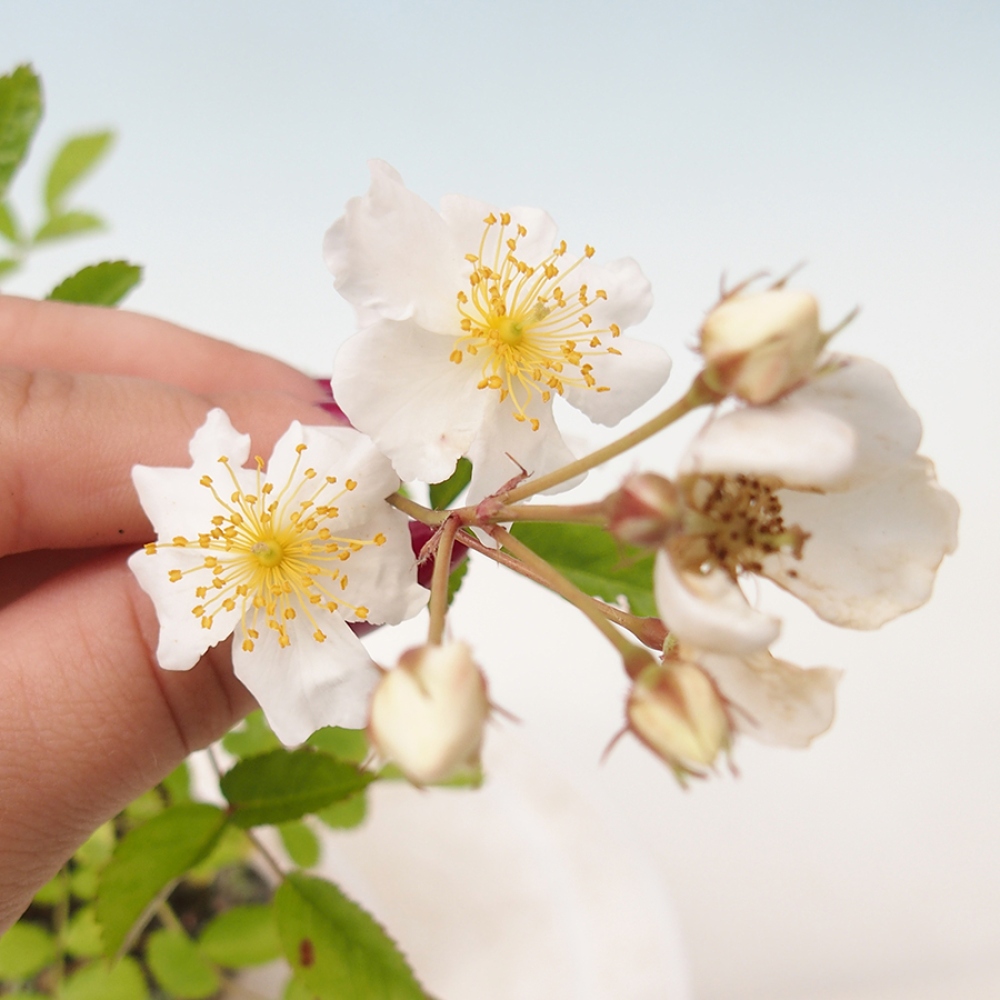 Venkovní bonsai - Rosa sp. - malokvětá růže