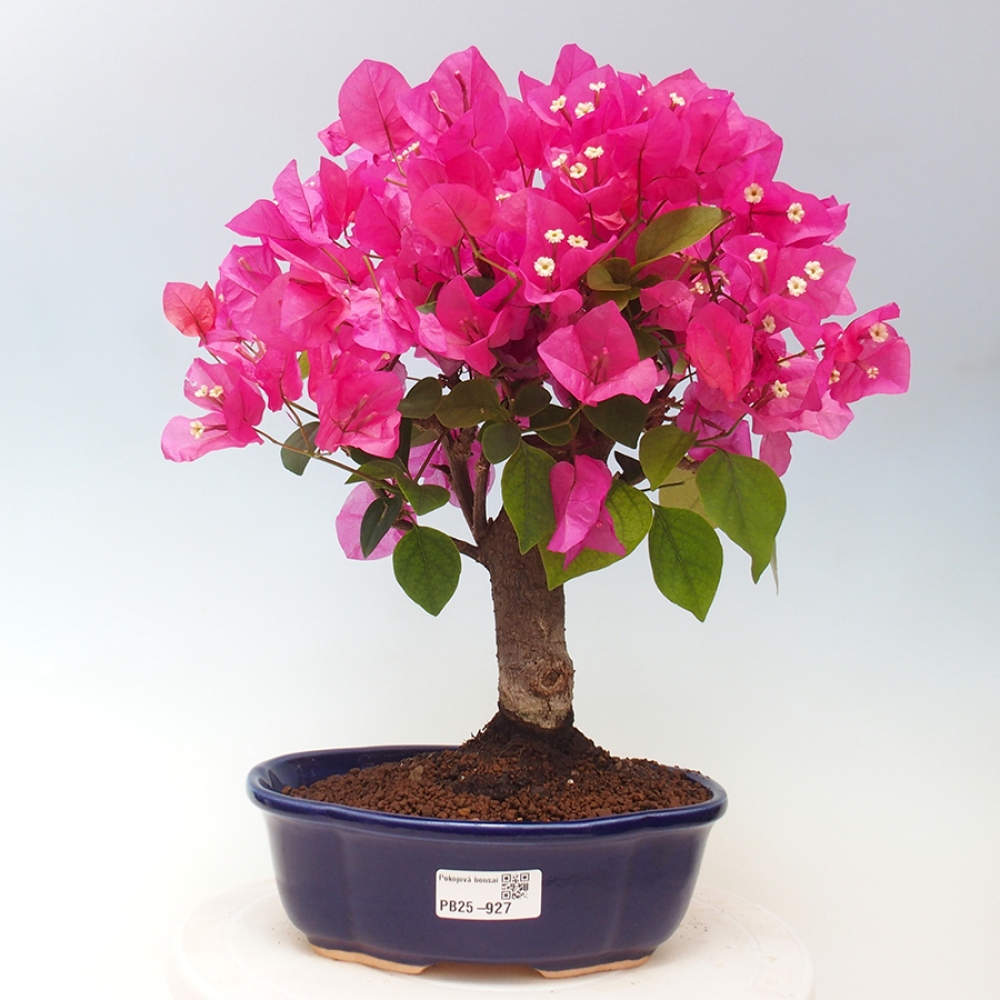 Pokojová bonsai - Bouganwilea