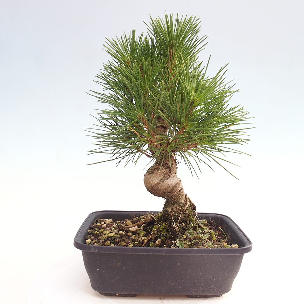 Venkovní bonsai - Pinus thunbergii - Borovice thunbergova