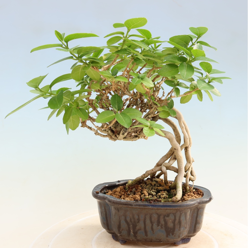 Pokojová bonsai - Premna serratifolia  - Kozlovoň malolistá