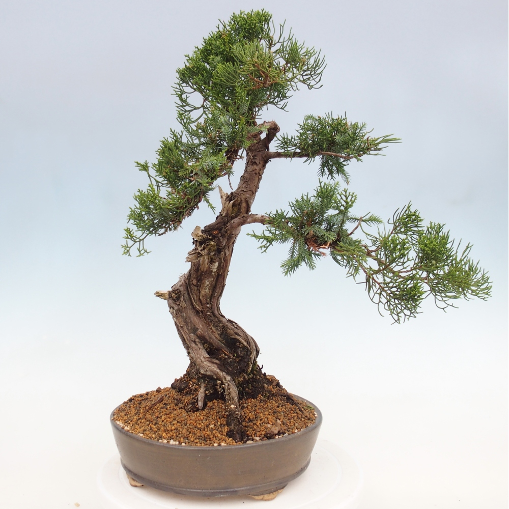 Venkovní bonsai - Juniperus chinensis Itoigawa -Jalovec čínský