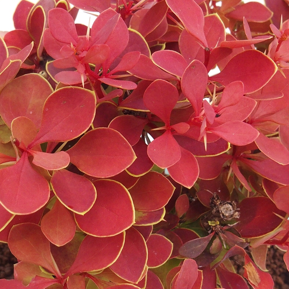 Venkovní bonsai - Berberis thunbergii Kobold - Dřištál Thunbergův