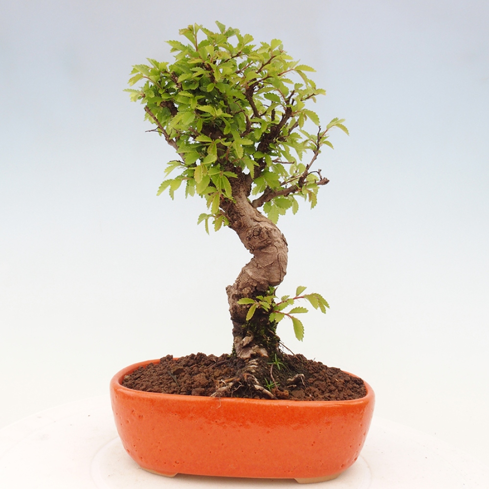 Venkovní bonsai - Zelkova - Zelkova NIRE
