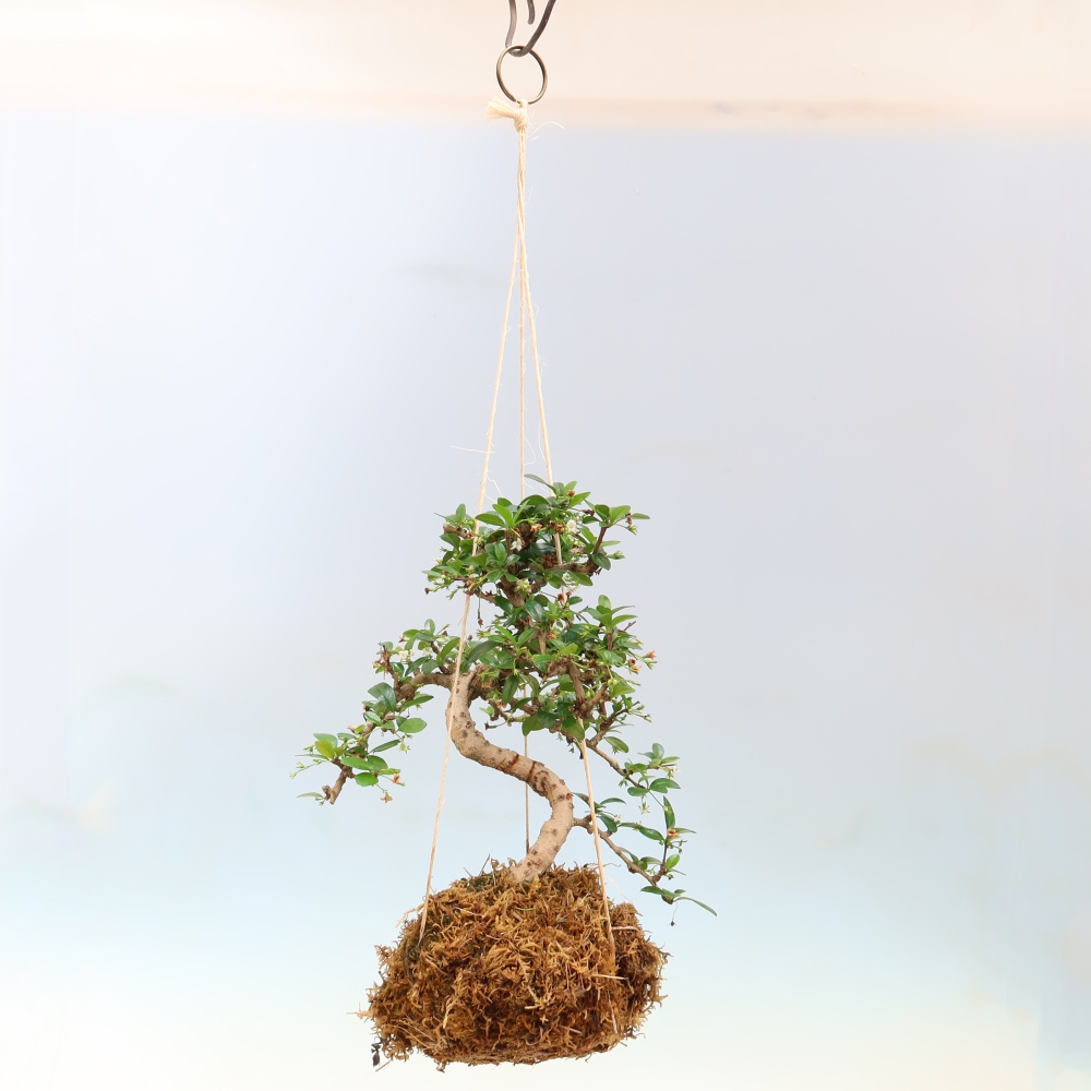 Kokedama v keramice - Čaj-fuki - Carmona macrophylla