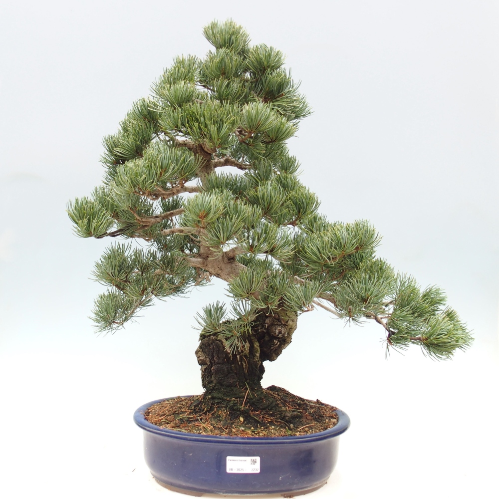 Venkovní bonsai - Pinus parviflora - Borovice drobnokvětá