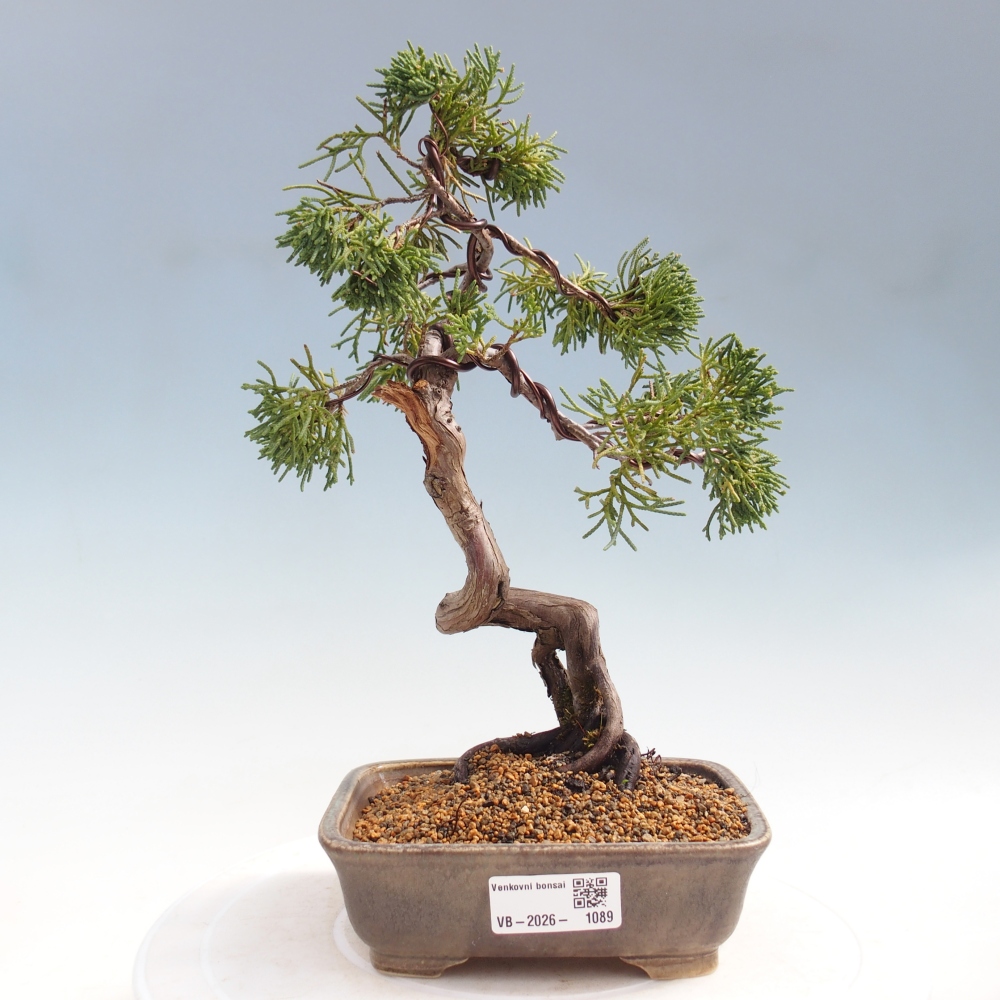 Venkovní bonsai - Juniperus chinensis Kishu -Jalovec čínský