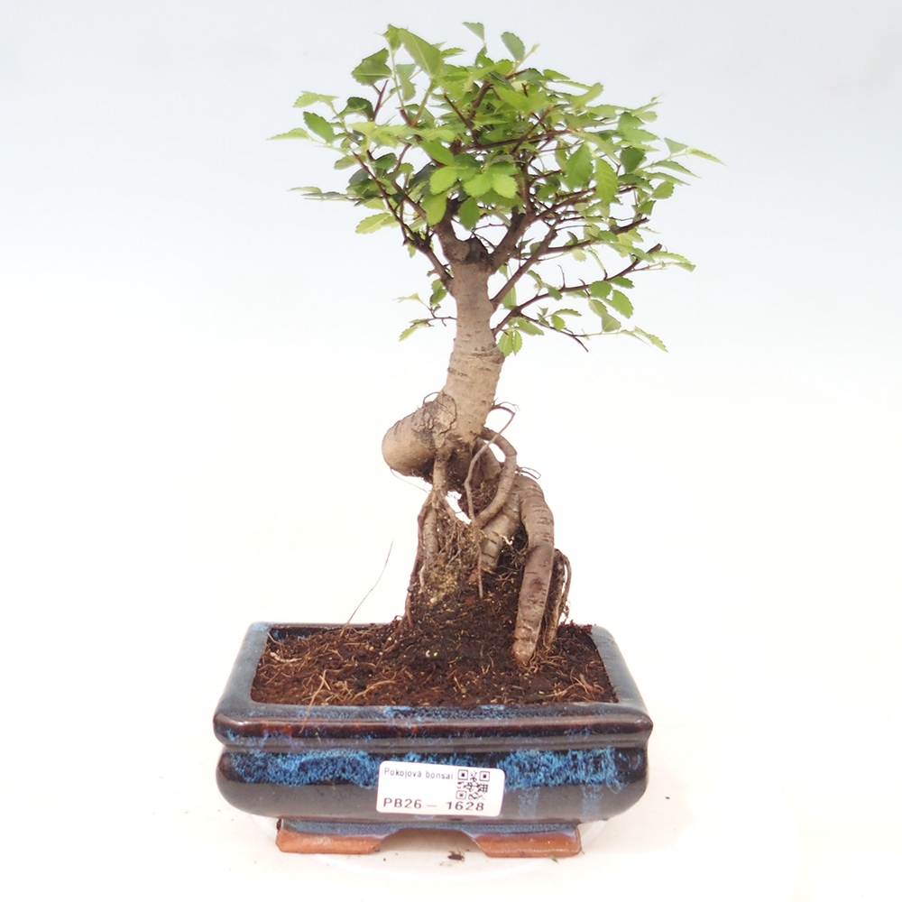 Pokojová bonsai - Ulmus parvifolia - Malolistý jilm