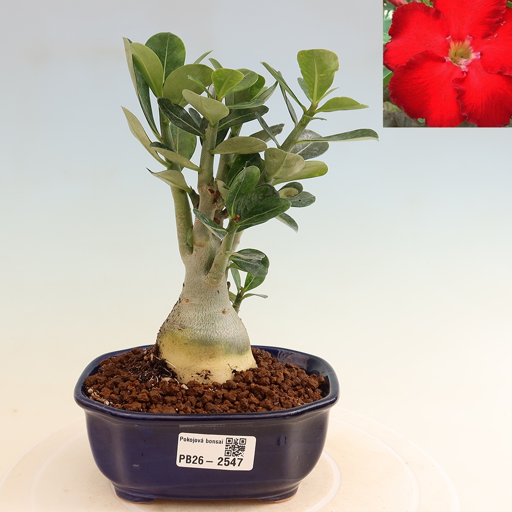 Pokojová bonsai - Adenium obesum Red Star - Pouštní růže