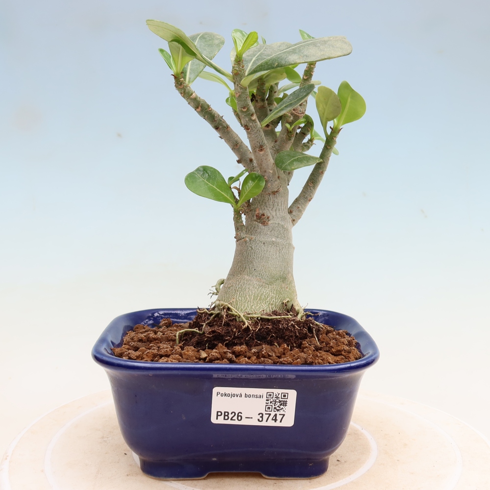 Pokojová bonsai - Adenium obesum Red Star - Pouštní růže