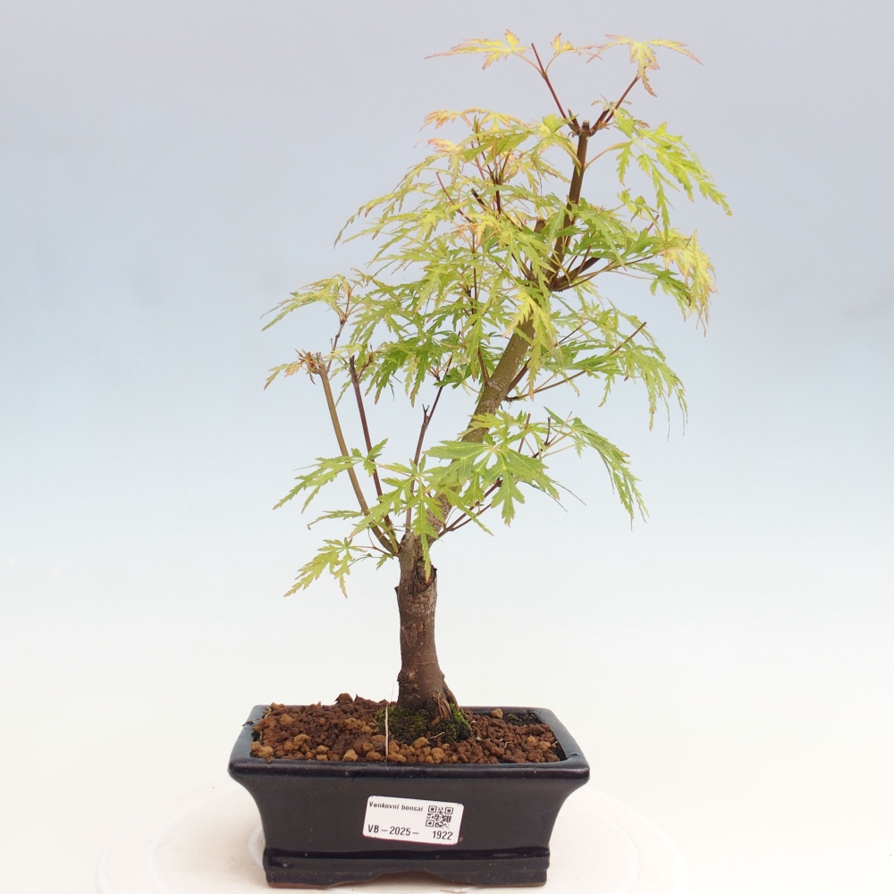 Venkovní bonsai - Acer palmatum Dissectum - Javor dlanitolistý 