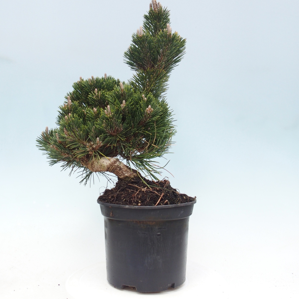 Venkovní bonsai - Pinus thunbergii senjyumaru - Borovice thunbergova