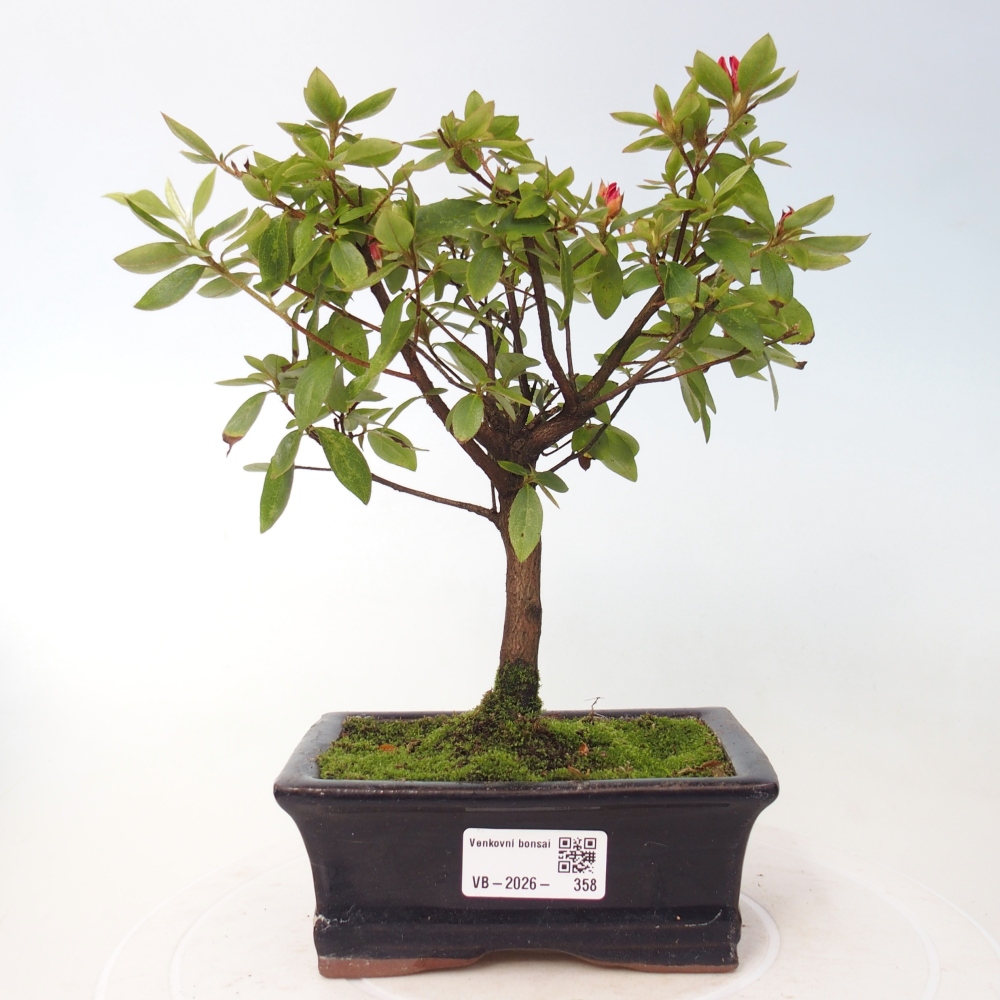 Venkovní bonsai - Japonská azalka - Azalea sp.
