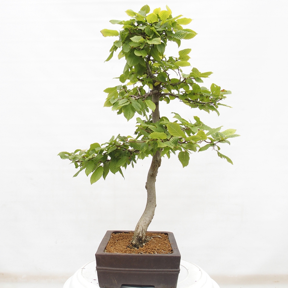 Venkovní bonsai - Habr obecný - Carpinus betulus