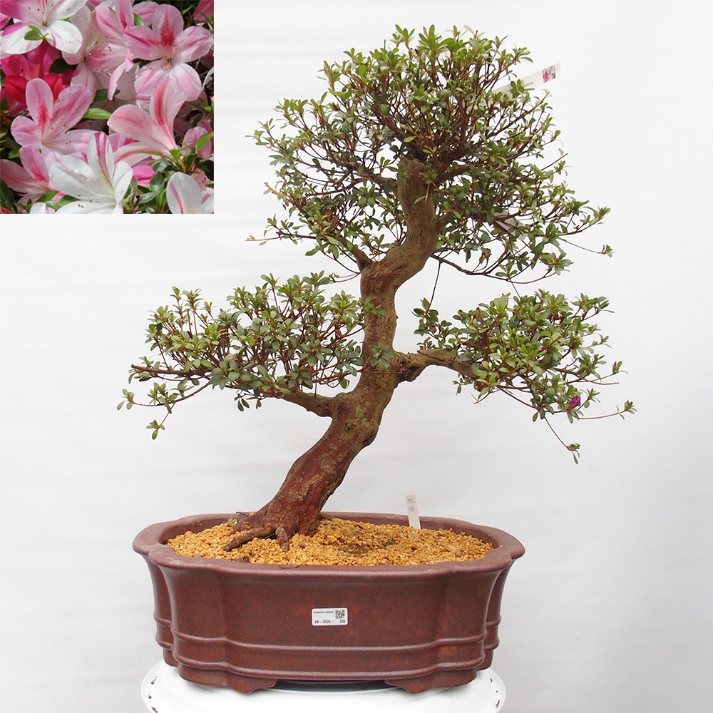 Venkovní bonsai - Japonská azalka - Azalea Miyabihime