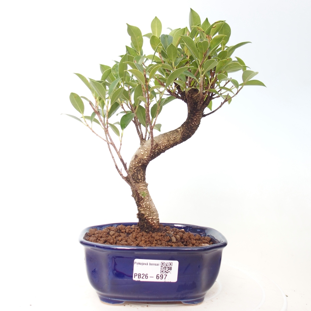 Pokojová bonsai - Ficus retusa -  malolistý fíkus