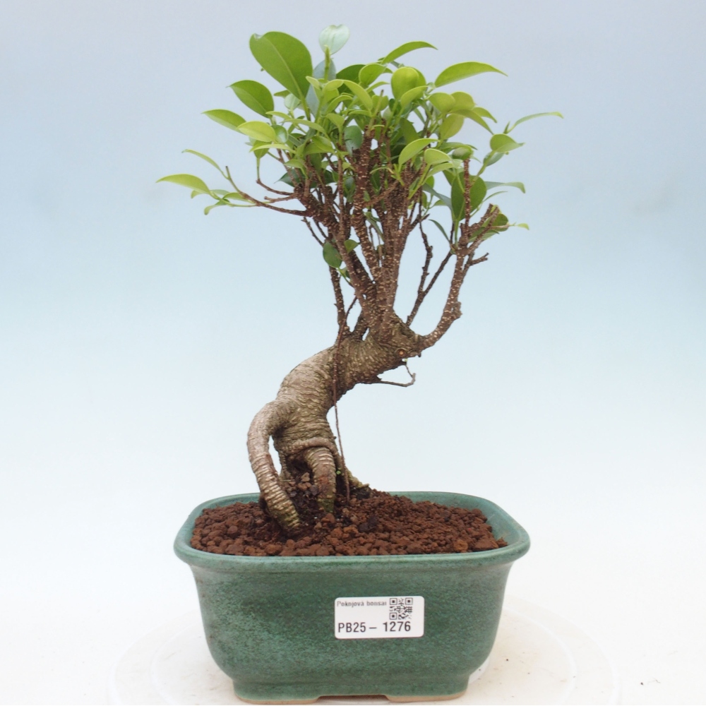Pokojová bonsai - Ficus retusa -  malolistý fíkus