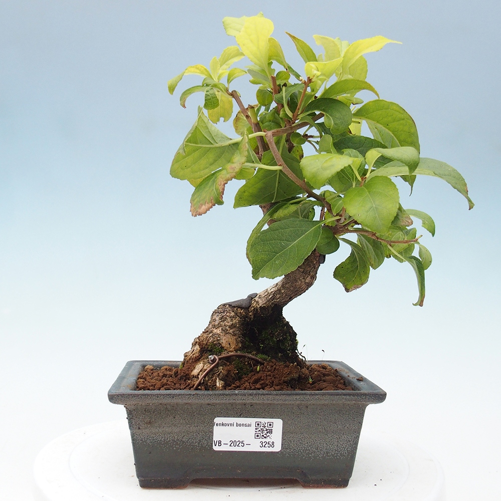 Venkovní bonsai - Celastrus  orbiculatus - Jesenec okrouhlolistý