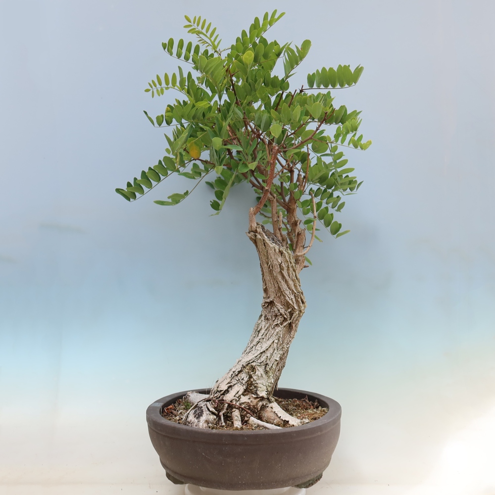 Venkovní bonsai - Trnovník  Akát - Robinia pseudoacacia