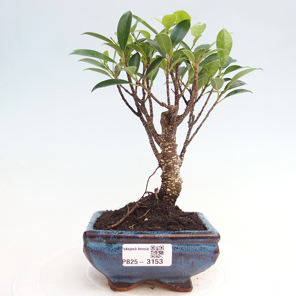 Pokojová bonsai Ficus retusa kimmen