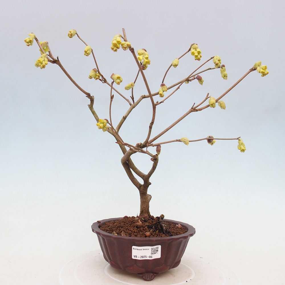 Venkovní bonsai - Lískoveček - Corylopsis Spicata