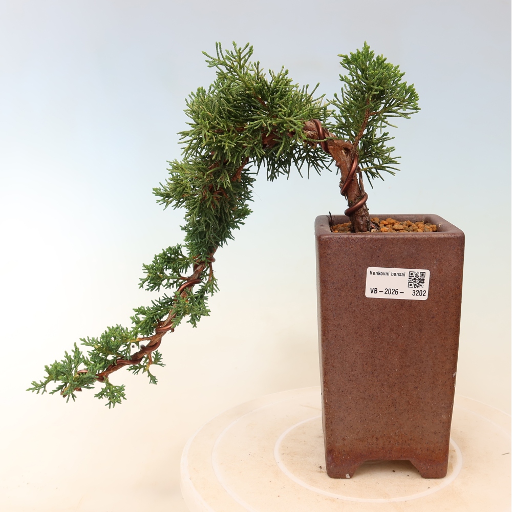 Venkovní bonsai - Juniperus chinensis Kishu -Jalovec čínský