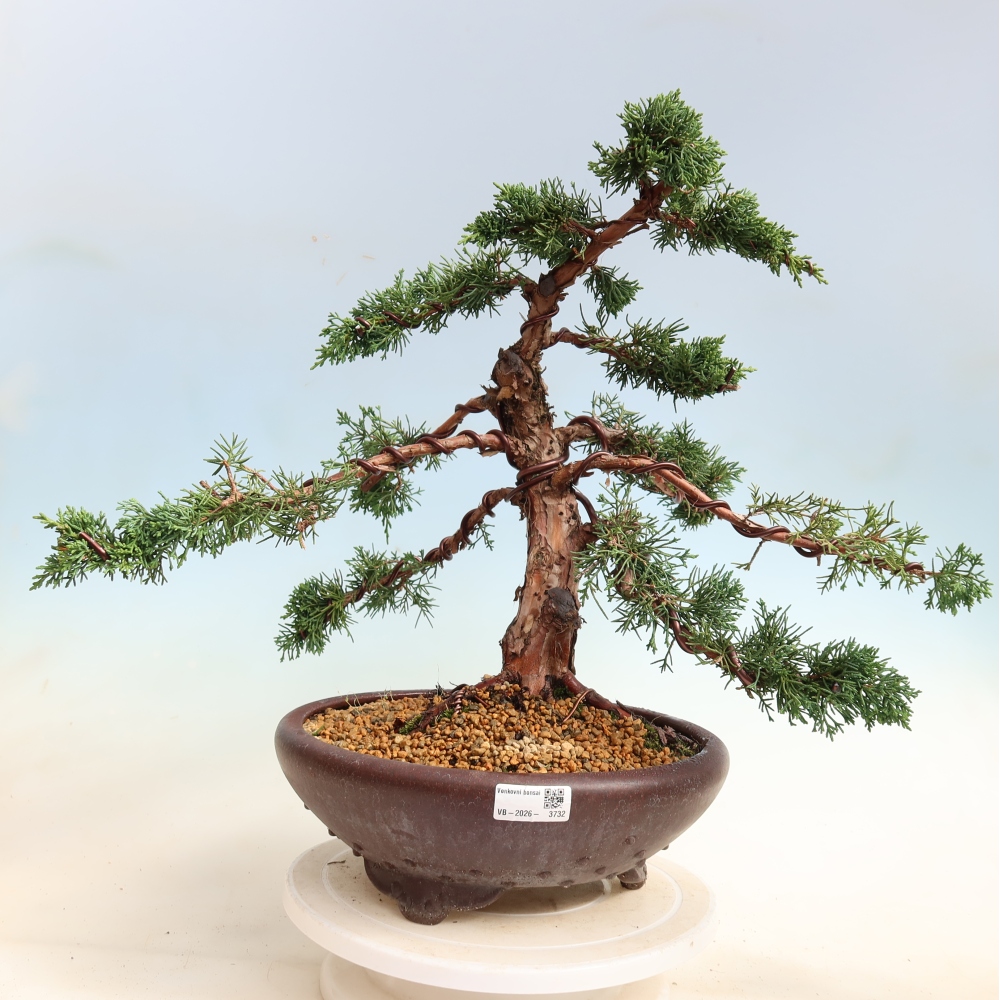 Venkovní bonsai - Juniperus chinensis Kishu -Jalovec čínský