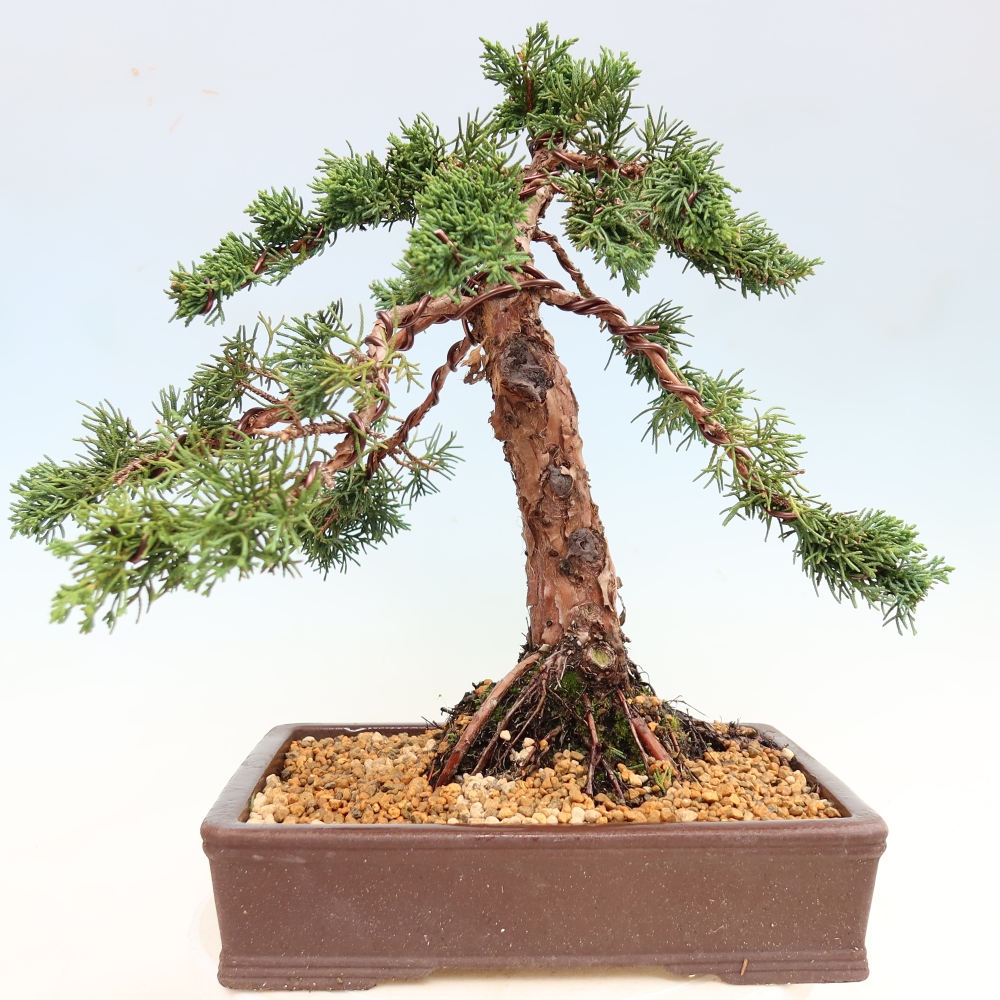 Venkovní bonsai - Juniperus chinensis Kishu -Jalovec čínský