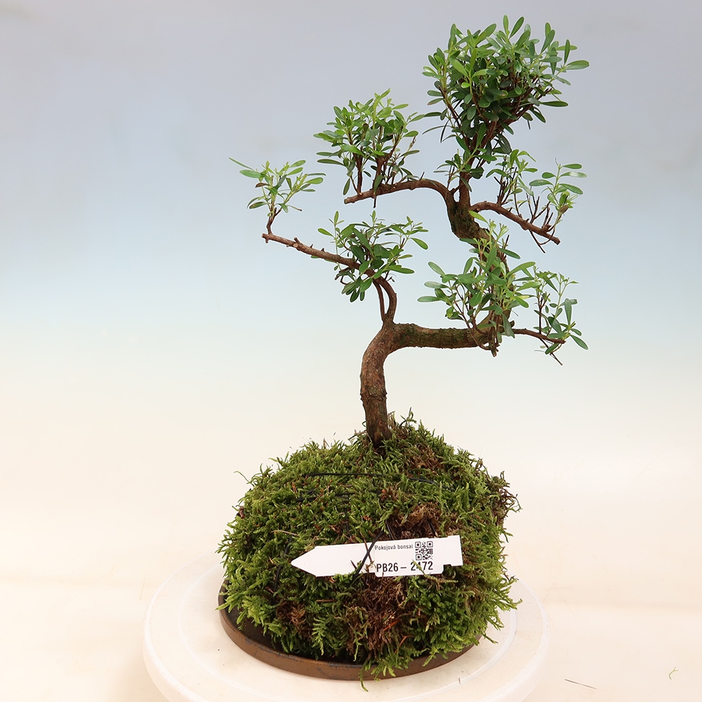 Kokedama s podmiskou -Syzygium - Pimentovník