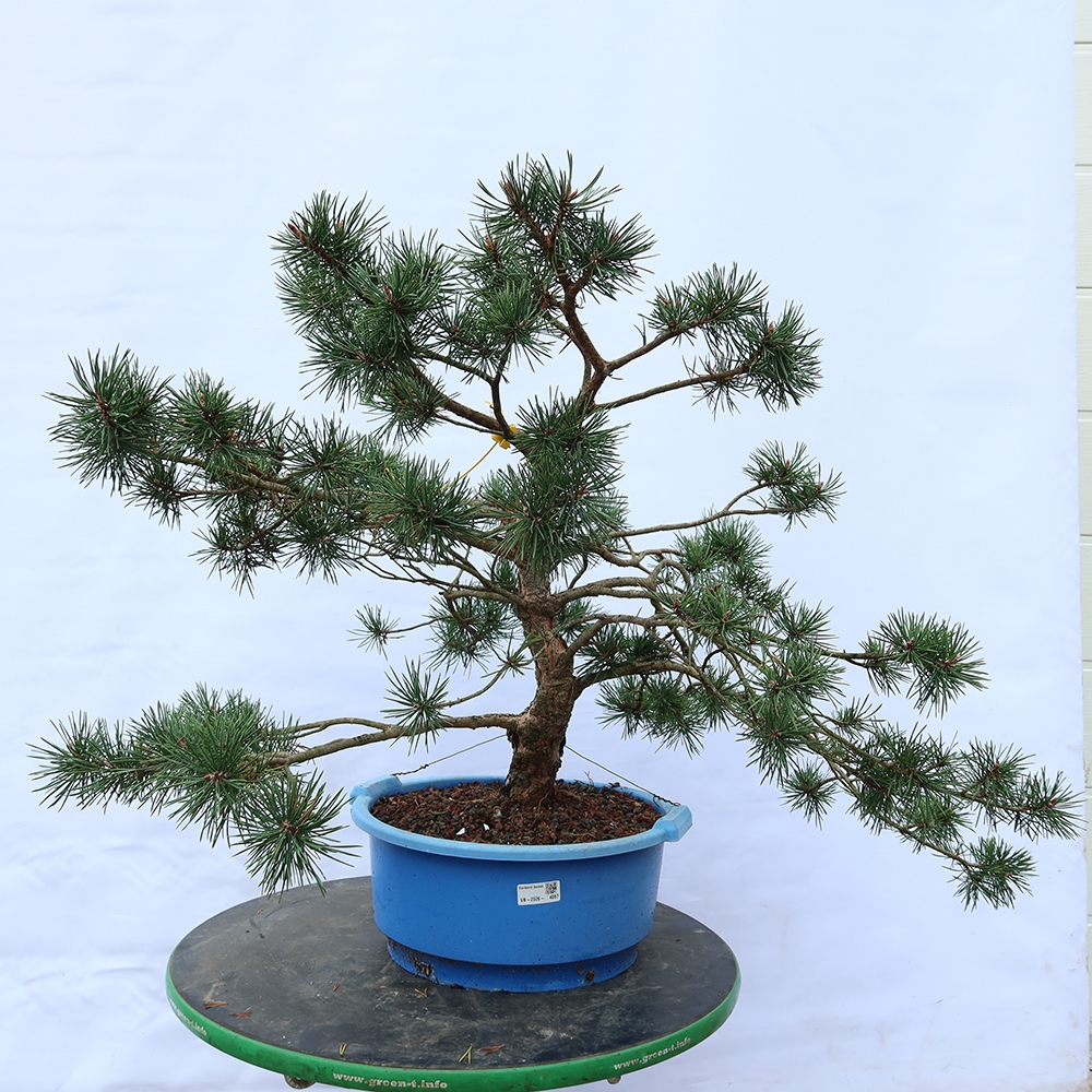 Pinus sylvestris Španělsko - borovice lesní