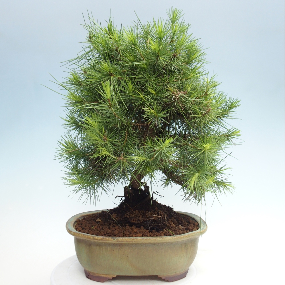 Pokojová bonsai-Pinus halepensis-Borovice alepská