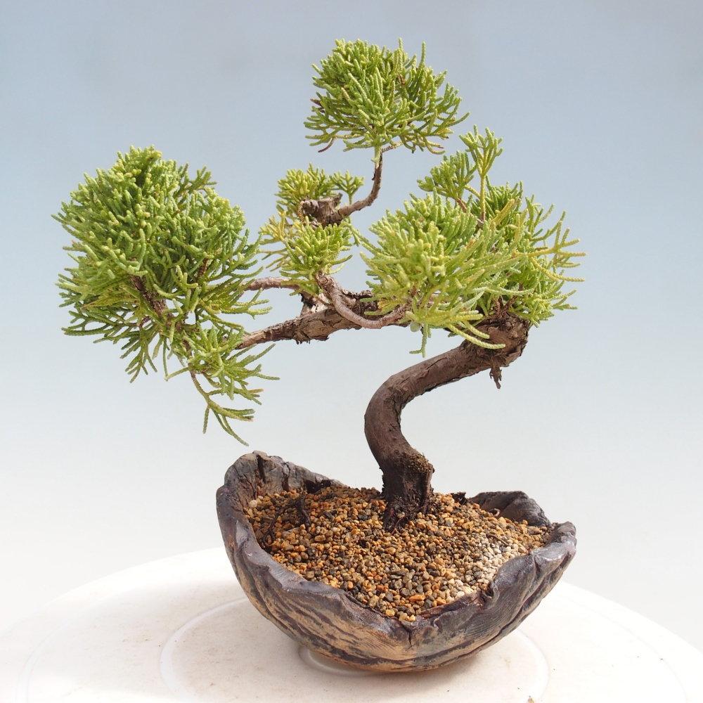 Venkovní bonsai - Juniperus chinensis Kishu -Jalovec čínský