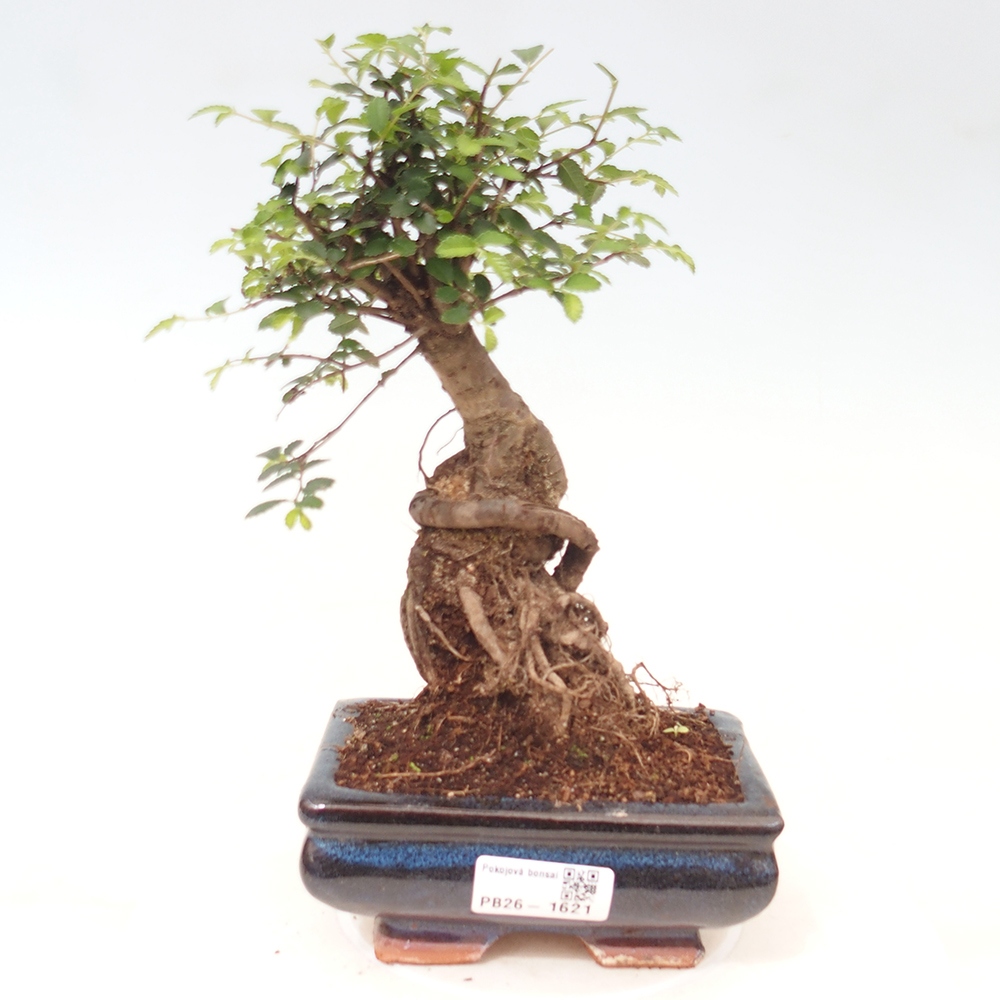 Pokojová bonsai - Ulmus parvifolia - Malolistý jilm