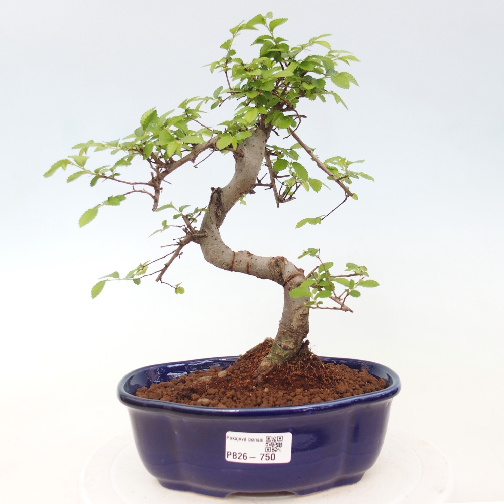 Pokojová bonsai - Ulmus parvifolia - Malolistý jilm
